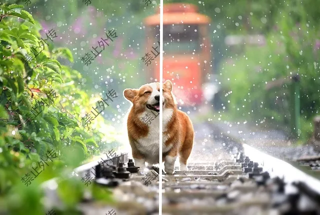 为什么要给您的图片/视频添加水印